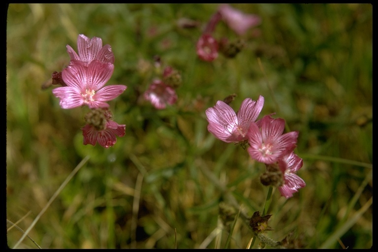 Image of dwarf checkerbloom