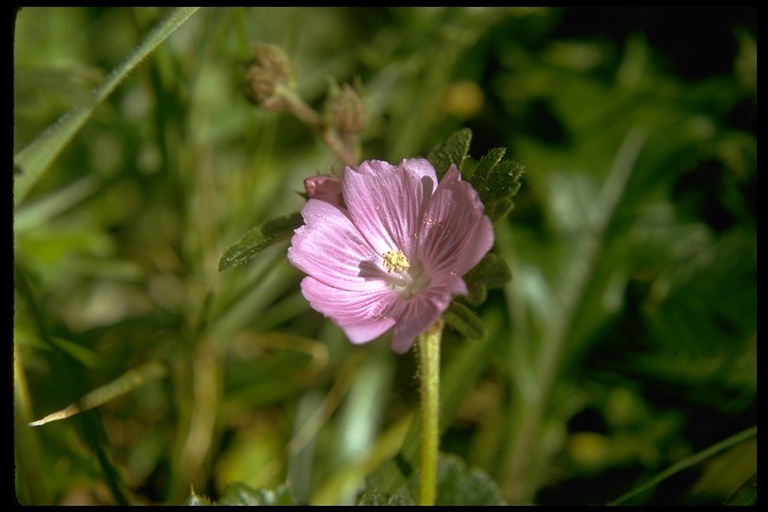 Image of dwarf checkerbloom