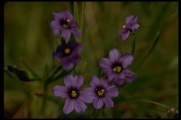 Image of western blue-eyed grass