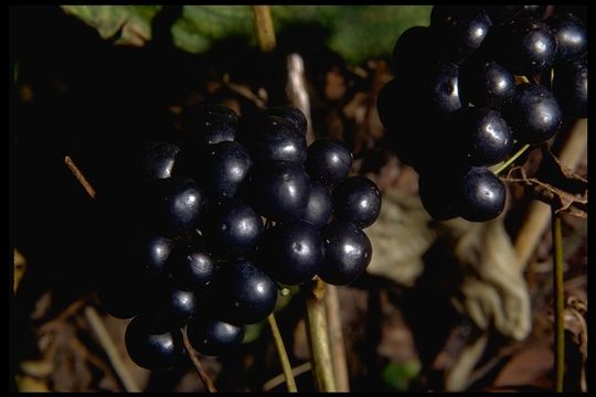 Smilax jamesii G. A. Wallace resmi