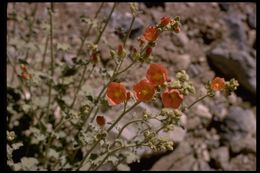 Image of desert globemallow