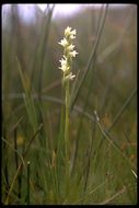 Image of hooded lady's tresses