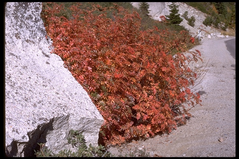 Plancia ëd Sorbus scopulina Greene