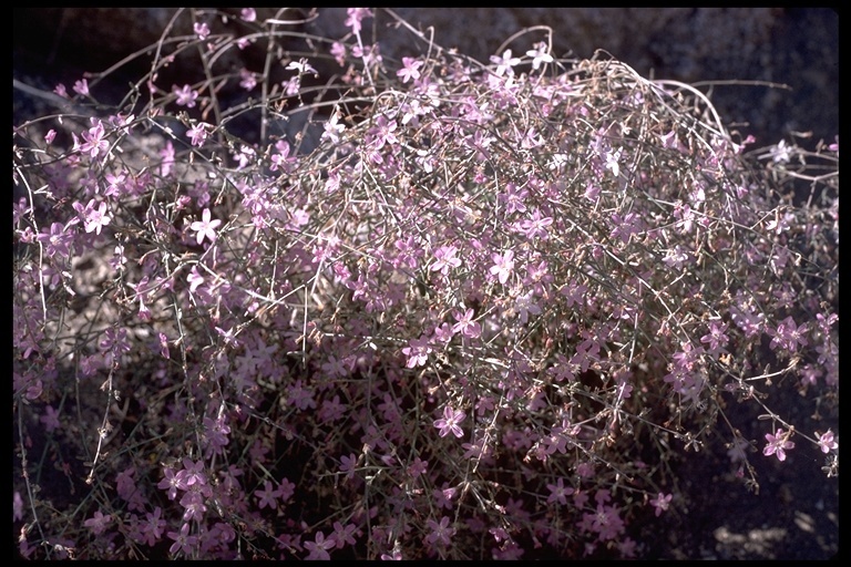 Image of brownplume wirelettuce