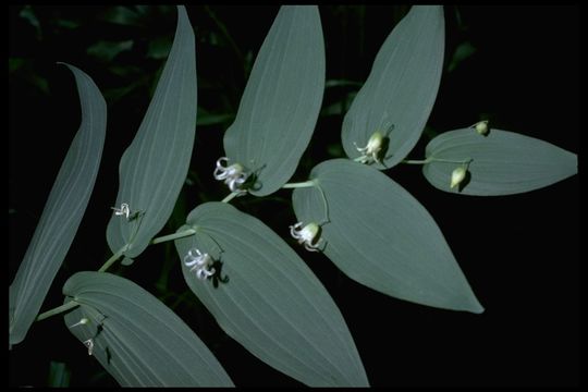 Imagem de Streptopus amplexifolius (L.) DC.