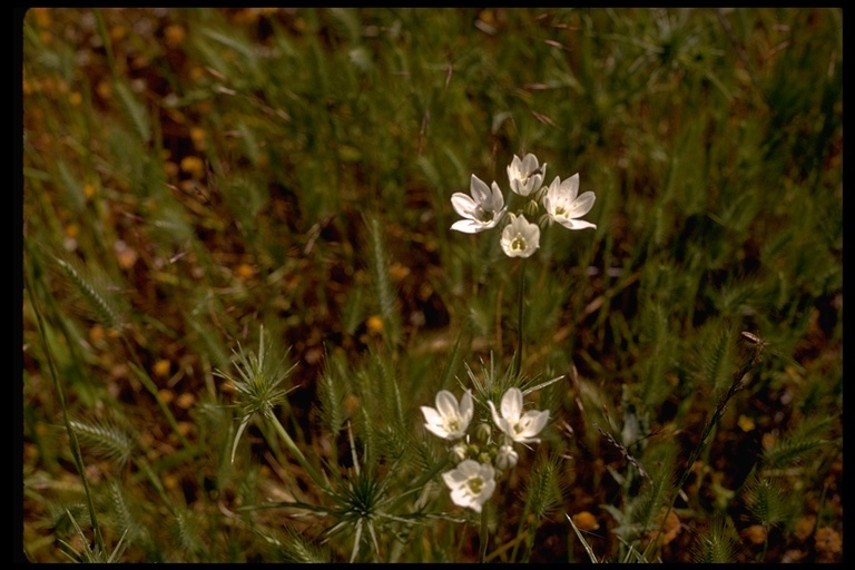 Image of white brodiaea