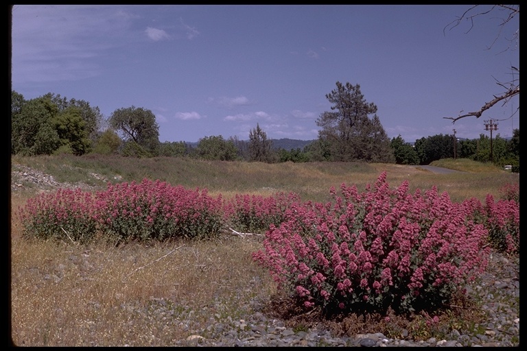 Image of Red Valerian