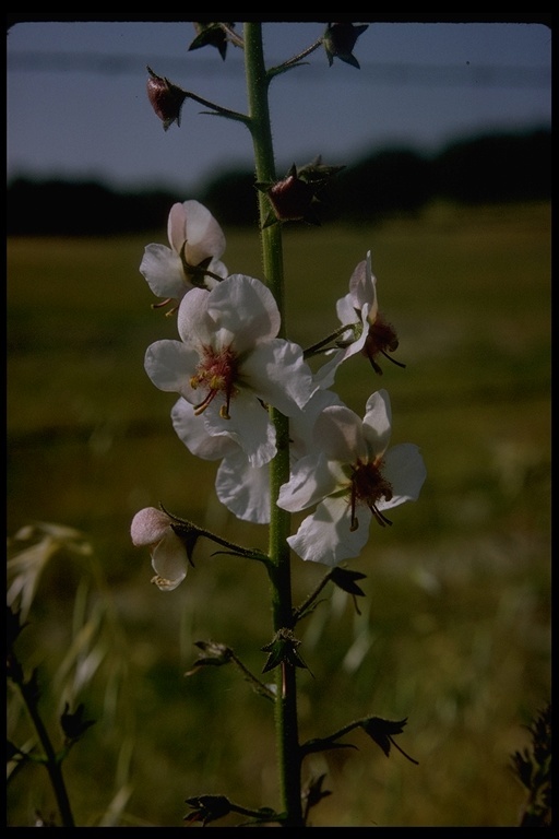 Image of moth mullein