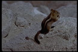 Image of golden-mantled ground squirrel