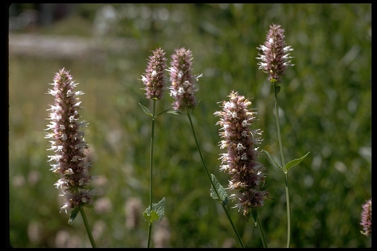 Image of nettleleaf giant hyssop