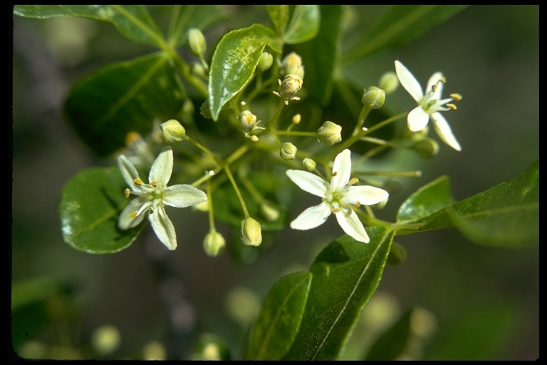 Image de Ptelea crenulata Greene