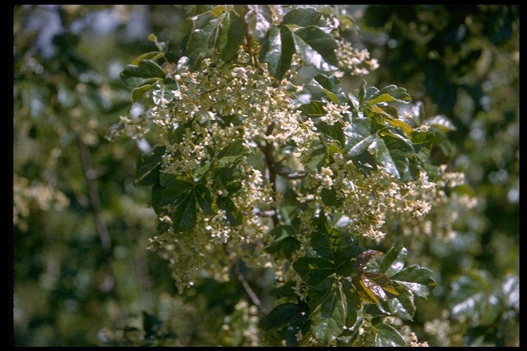 Imagem de Toxicodendron diversilobum (Torr. & Gray) Greene