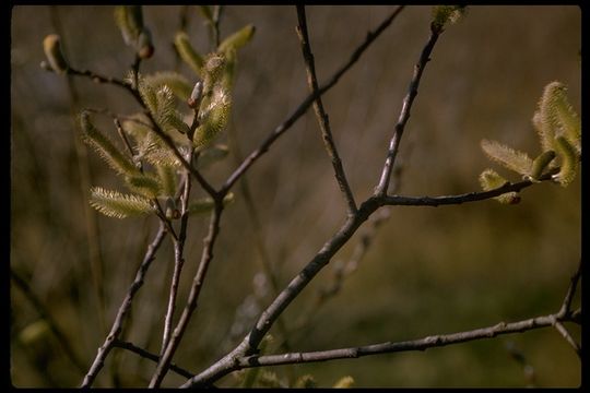 Salix lasiolepis Benth. resmi