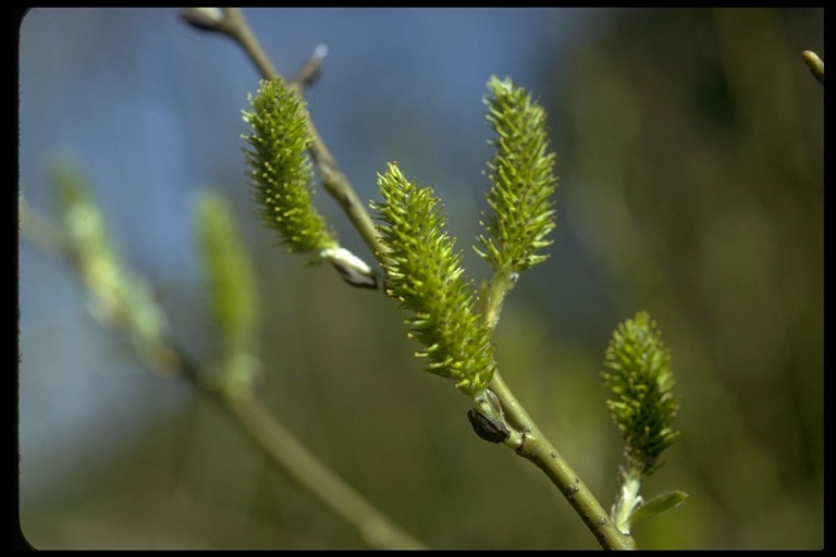 Salix lasiolepis Benth. resmi