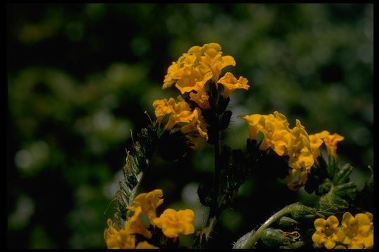 Image of Douglas' fiddleneck