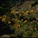 Image of bristly fiddleneck