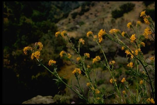 Image of bristly fiddleneck