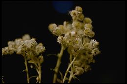 Image of Pearly Everlasting