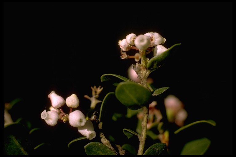 Sivun Arctostaphylos edmundsii Howell kuva