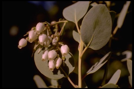 Image of bigberry manzanita