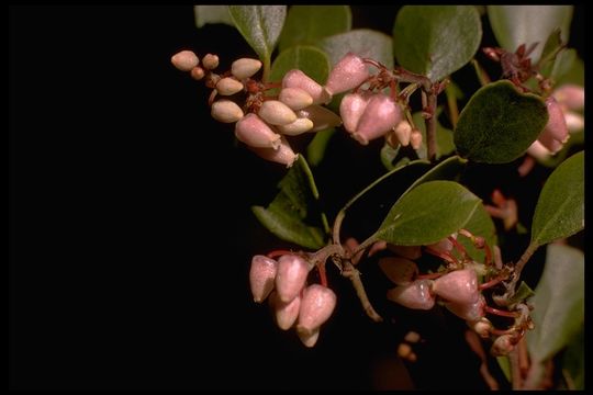 Image of Hooker's manzanita