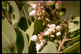 Image of Monterey manzanita