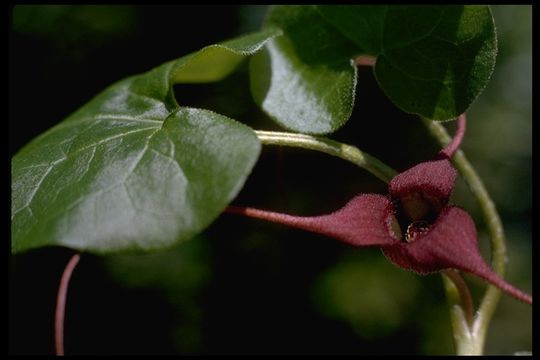 Image de Asarum caudatum Lindl.