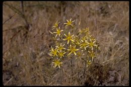 Image of common goldenstar