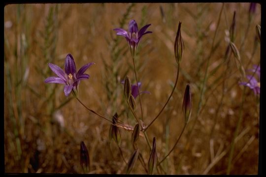 Image of harvest brodiaea