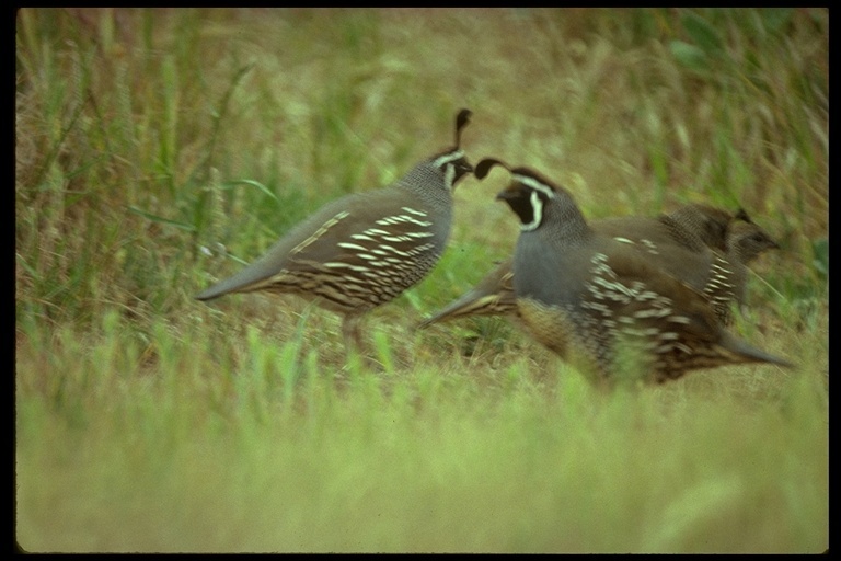 Image of California Quail