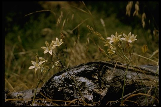 Sivun Triteleia ixioides (Dryand. ex W. T. Aiton) Greene kuva