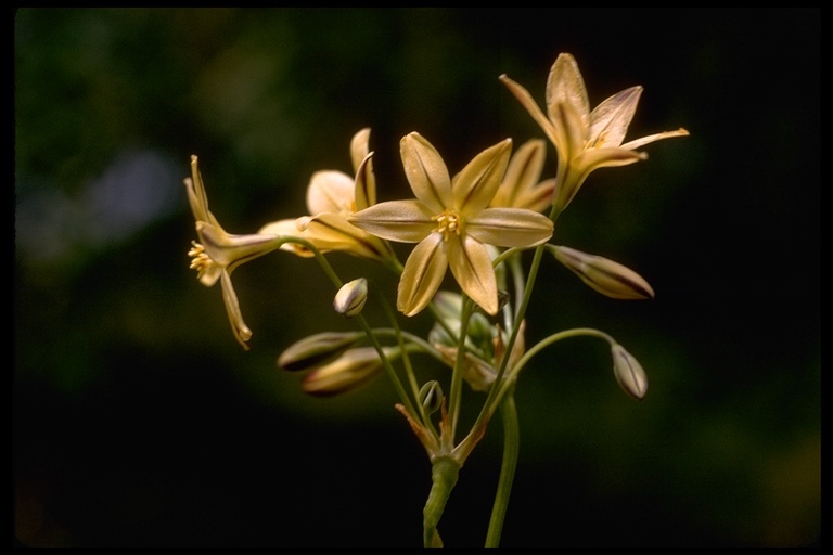 Sivun Triteleia ixioides (Dryand. ex W. T. Aiton) Greene kuva