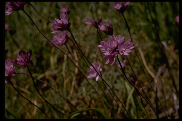 صورة Dichelostemma capitatum (Benth.) Alph. Wood