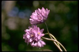 صورة Dichelostemma capitatum (Benth.) Alph. Wood