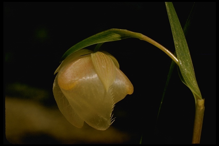 Image of White fairy-lantern