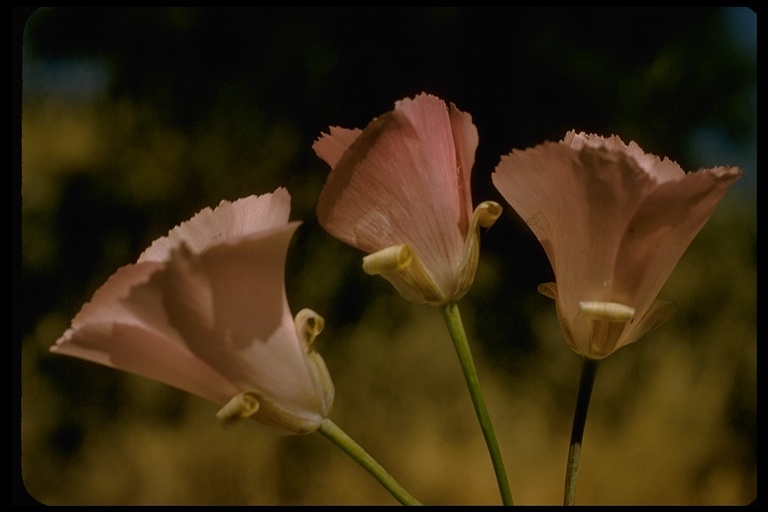 Image de Calochortus splendens Douglas ex Benth.