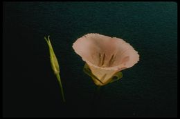 Image de Calochortus splendens Douglas ex Benth.