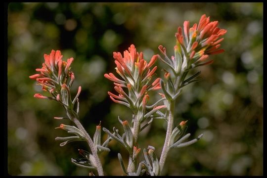 Слика од Castilleja foliolosa Hook. & Arn.