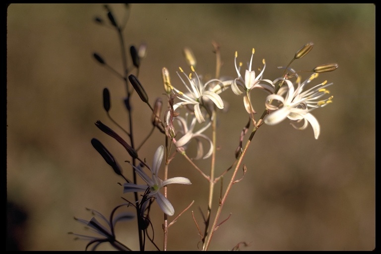 Image de Chlorogalum pomeridianum (DC.) Kunth