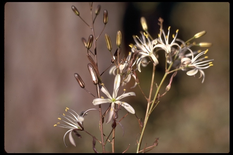 Слика од Chlorogalum pomeridianum (DC.) Kunth