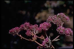 Image of spineflower