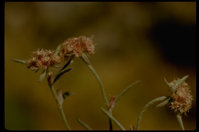 Image of pink spineflower