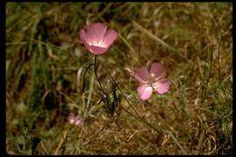 Image de Clarkia bottae (Spach) H. & M. Lewis