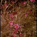 Image of <i>Clarkia <i>speciosa</i></i> ssp. speciosa