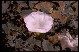 Imagem de Datura wrightii Hort. ex Regel