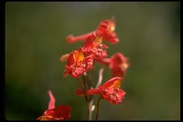 Image of scarlet larkspur