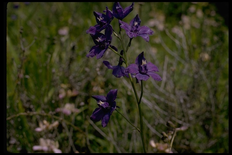 Image of San Bernardino larkspur