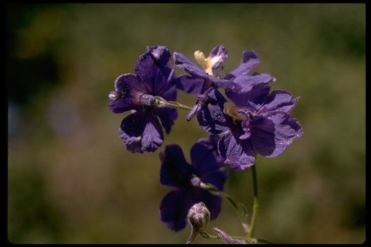 Image of royal larkspur