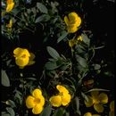 Image of Harford's tree poppy