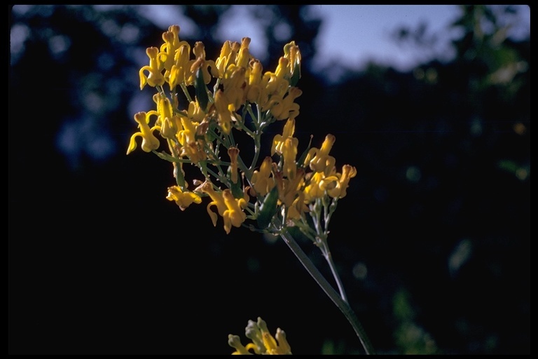 Imagem de Ehrendorferia chrysantha (Hook. & Arn.) J. Rylander